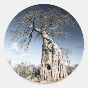 Pegatina Redonda Árbol de baobab en el Parque Nacional de las Pisci