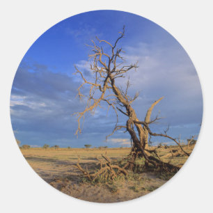 Pegatina Redonda árbol de espino de camello muerto (Acacia Erioloba