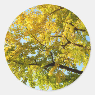 Pegatina Redonda Árbol de Ginkgo: Japón