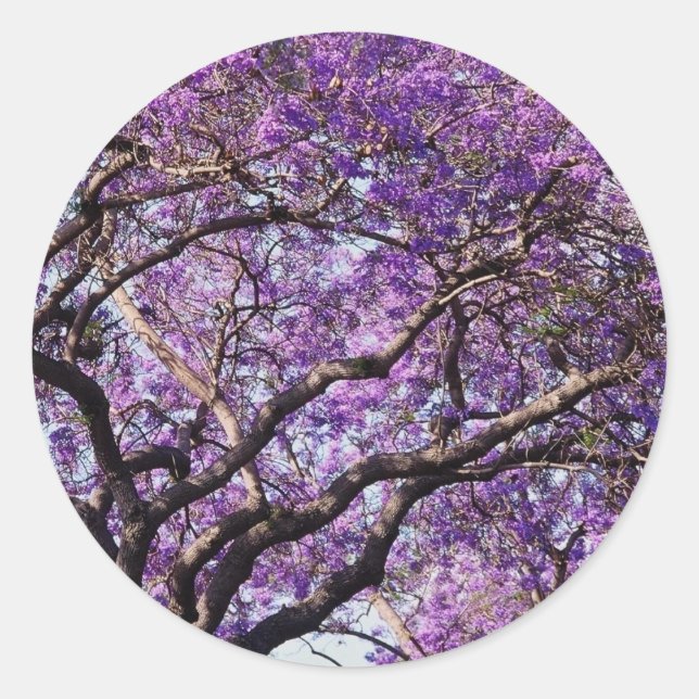 Pegatina Redonda Árbol de jacaranda en flores de primavera (Anverso)