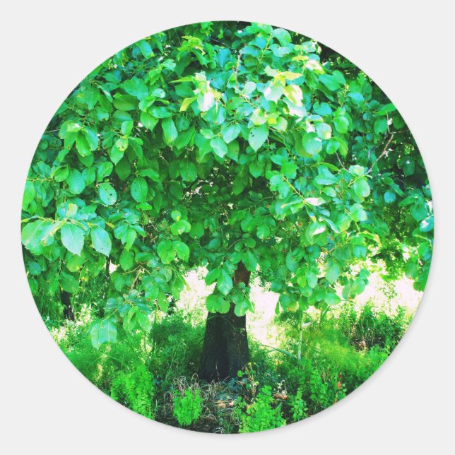 PEGATINA REDONDA ÁRBOL DE LA VIDA (Anverso)