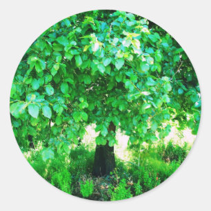 PEGATINA REDONDA ÁRBOL DE LA VIDA