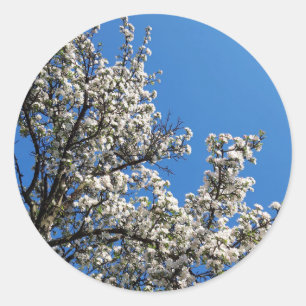 Pegatina Redonda Árbol de manzanas con burbujas de primavera
