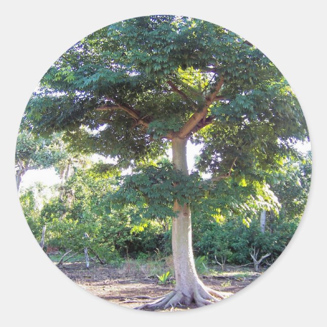Pegatina Redonda Árbol de sabiduría-pegatina (Anverso)