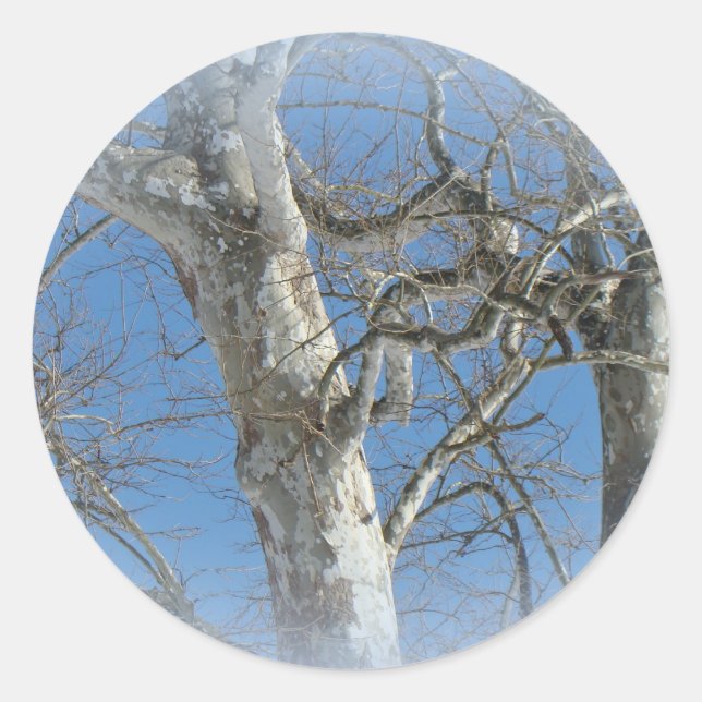 Pegatina Redonda Árbol de Sycamore contra elementos del cielo inver (Anverso)