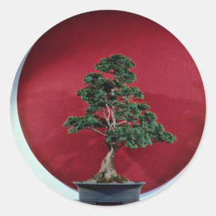Pegatina Redonda Árbol inspirador de los bonsais
