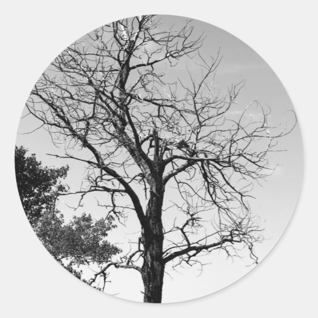 Pegatina Redonda Árbol muerto (Anverso)