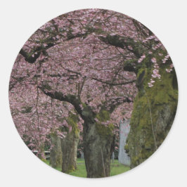 Pegatina Redonda Árboles florecientes de cerezo