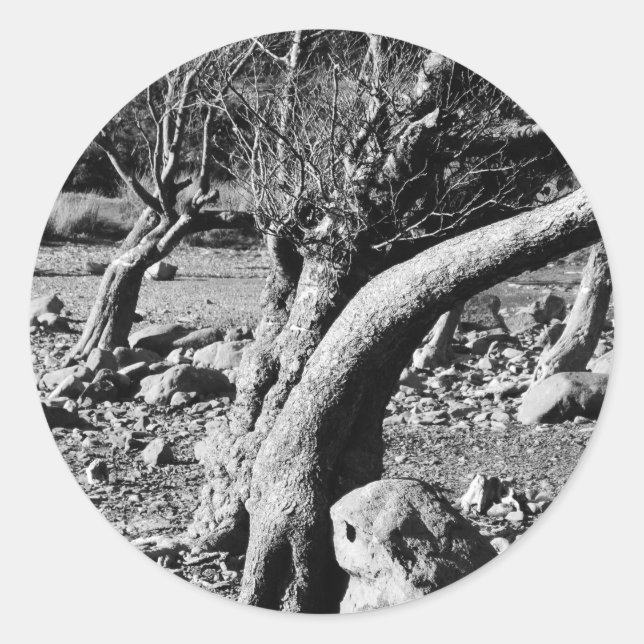 PEGATINA REDONDA ÁRBOLES NEGROS Y BLANCOS (Anverso)
