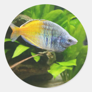 Pegatina Redonda Arco iris de Boesemani