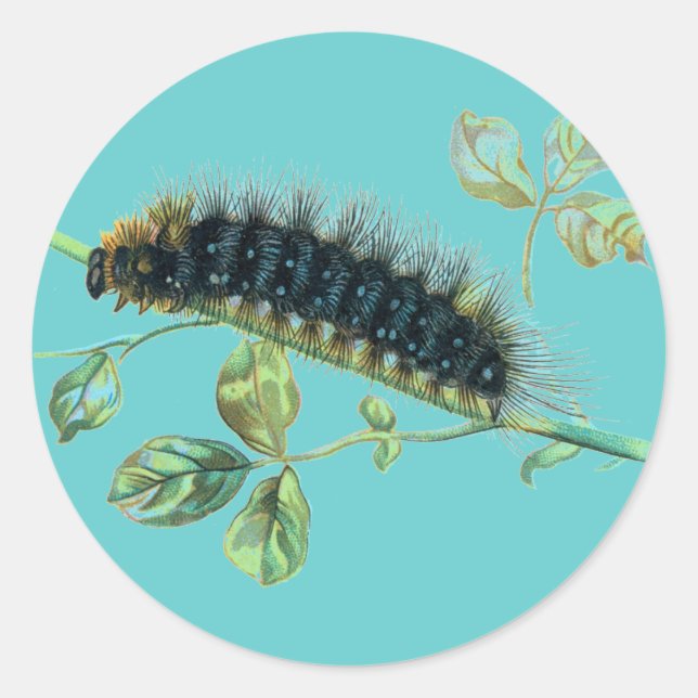 Pegatina Redonda Arctia caja caterpillar (Anverso)