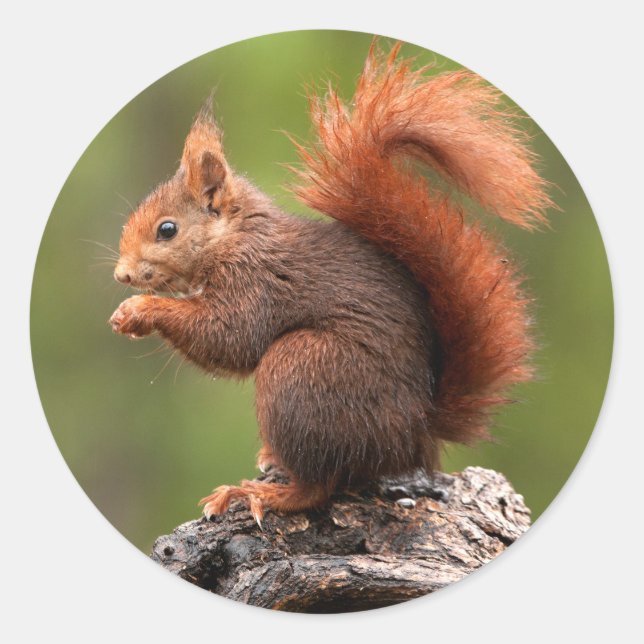 Pegatina Redonda Ardilla (Anverso)