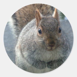 Pegatina Redonda Ardilla
