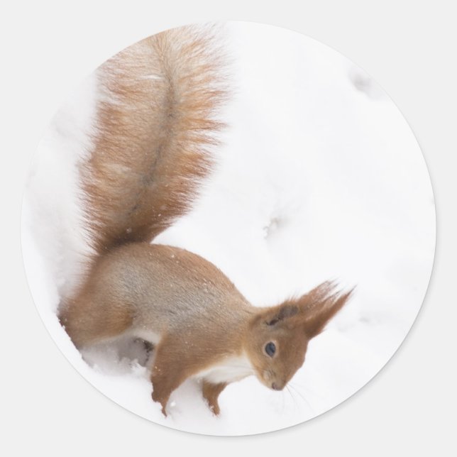 Pegatina Redonda Ardilla de Invierno (Anverso)