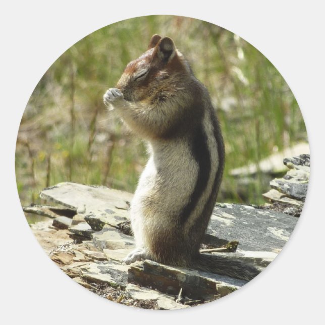 Pegatina Redonda Ardilla de tierra manchada de oro en el glaciar I (Anverso)