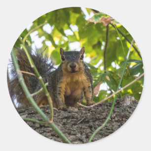 Pegatina Redonda Ardilla en el árbol