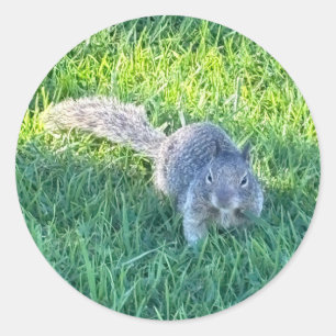 Pegatina Redonda Ardilla gris oriental (Sciurus carolinensis)
