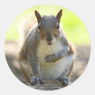 Pegatina Redonda Ardilla gris - Parque Bute, Cardiff, Gales, Reino 