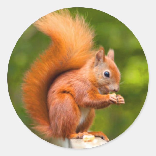 Pegatina Redonda ardilla roja (Anverso)