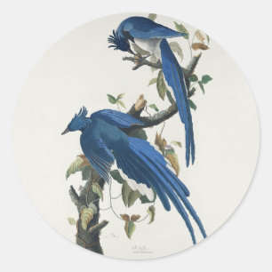 Pegatina Redonda Arrendajo de Columbia de Audubon Urraca de gargant