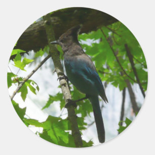 Pegatina Redonda Arrendajo de Steller en el Parque Nacional Yosemit