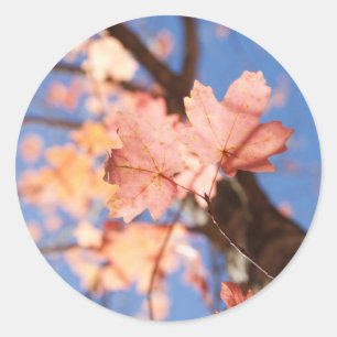 Pegatina Redonda arriba, arriba, en las hojas