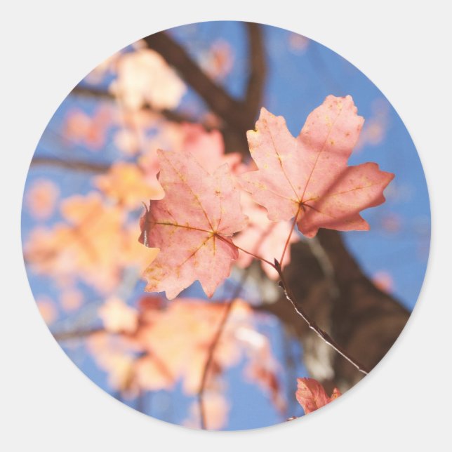 Pegatina Redonda arriba, arriba, en las hojas (Anverso)