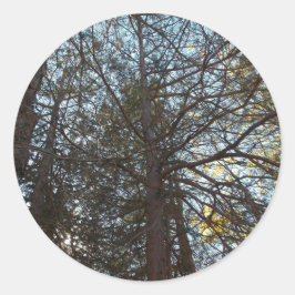 Pegatina Redonda Arriba por las ramas