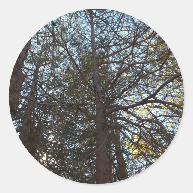 Pegatina Redonda Arriba por las ramas (Anverso)
