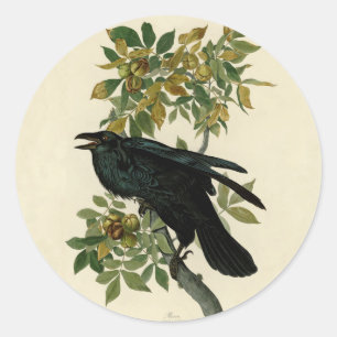Pegatina Redonda Arte clásico Audubon Raven
