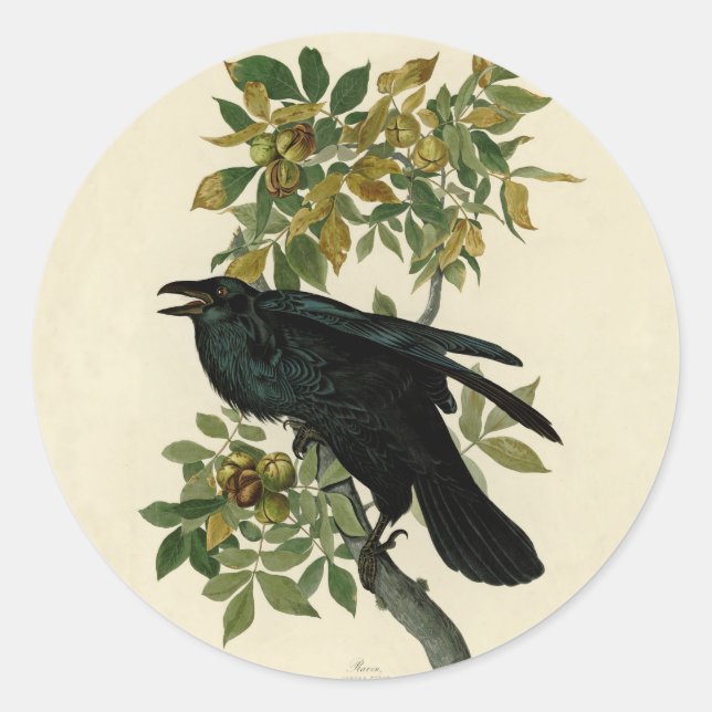 Pegatina Redonda Arte clásico Audubon Raven (Anverso)