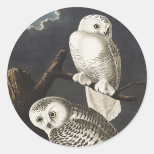 Pegatina Redonda Arte de ave nocturna de búho nevado Audubon vintag