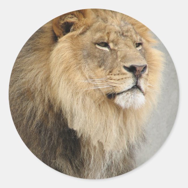 Pegatina Redonda arte de los leones (Anverso)