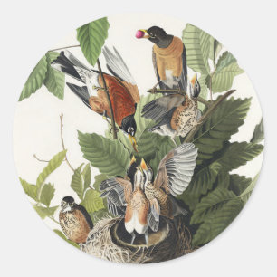 Pegatina Redonda Arte de nido de pájaro Robin americano Audubon vin