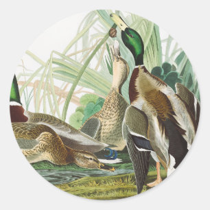 Pegatina Redonda Arte de vida silvestre del pato silbón de Audubon