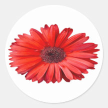 Arte floral de margarita naranja 