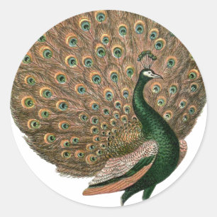 Pegatina Redonda Arte vintage Peafowl (pavo real) plumaje oro verde