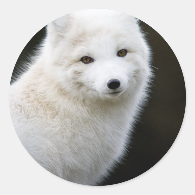 Pegatina Redonda Artic Fox (Anverso)