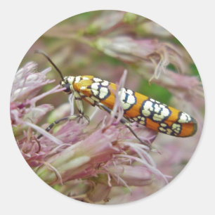 Pegatina Redonda Artículos de Ailanthus Webworm Moth (Atteva puncte