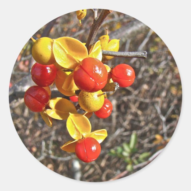 Pegatina Redonda Artículos de Bitterdulce Vine Berries (Anverso)