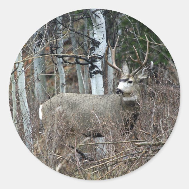Pegatina Redonda Aspen buck (Anverso)