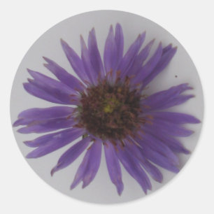 Pegatina Redonda Aster