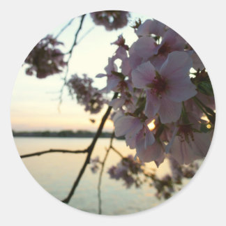Pegatina Redonda Atardecer en flor de cerezo en Washington DC