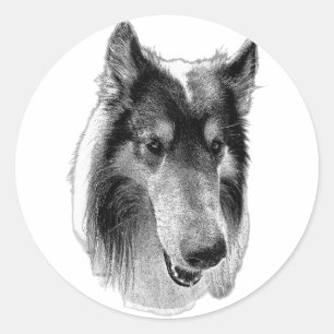 Pegatina Redonda Atento y quieto – Collie