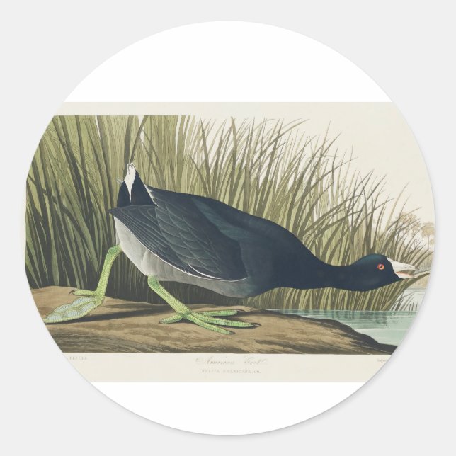 Pegatina Redonda Audubon American Coot from Birds of America (Anverso)
