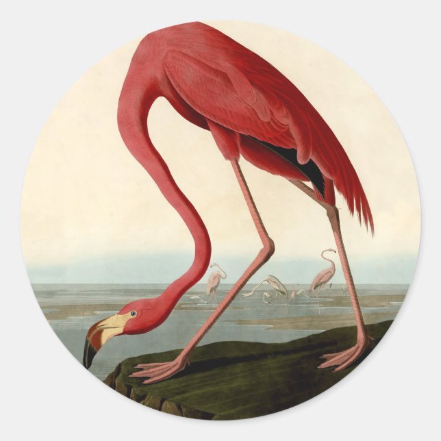 Pegatina Redonda Audubon American Flamingo (Anverso)