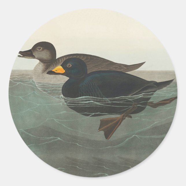 Pegatina Redonda Audubon American Scoter Duck Classic (Anverso)
