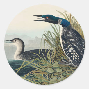 Pegatina Redonda Audubon Bird Lodge Diver Classic