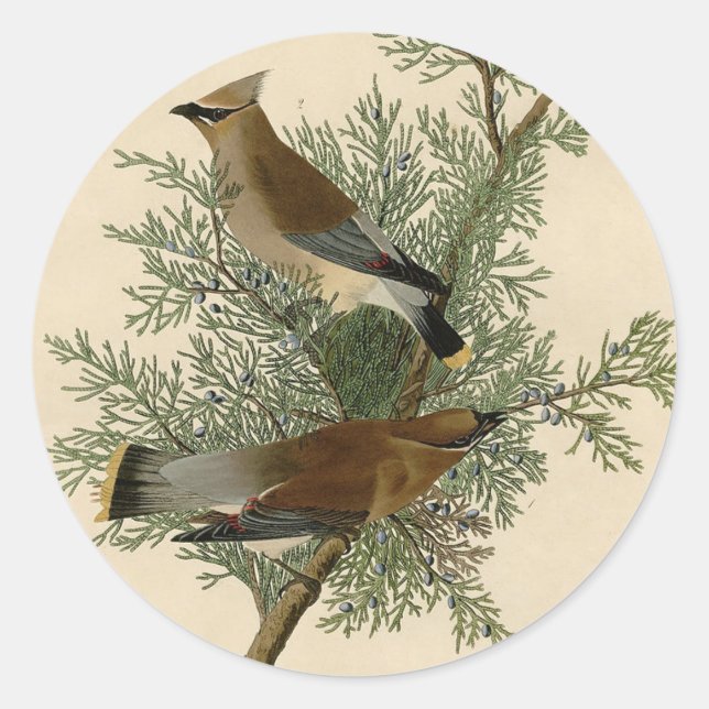 Pegatina Redonda Audubon Cedar Waxwing Bird (Anverso)