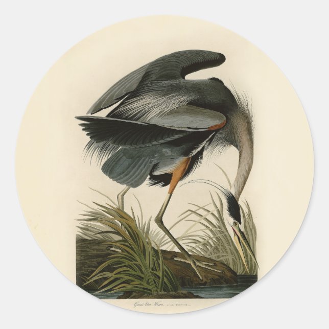 Pegatina Redonda Audubon Great Blue Heron Marsh Bird (Anverso)